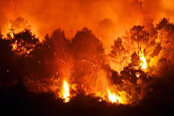 Ban hành bản tin dự báo, cánh báo cháy rừng do tự nhiên được quy định thế nào?