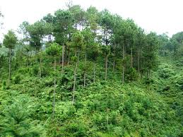 Việc lưu trữ kết quả thống kê rừng cấp tỉnh được quy định như thế nào?